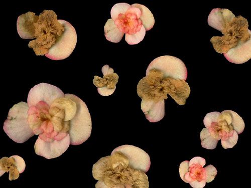 laetitia bourget dda centre val de loire